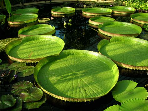 Large lily pad leaves at the Royal Botanic Gardens at Kew in London ...
