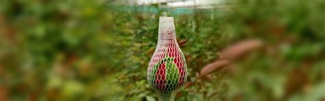 Agriplast Rose Bud Cap - Transparent Nets for Pest-Free Bud Protection