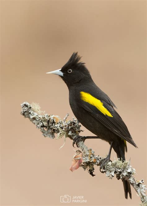 Image result for Class 10 Science Chapter 8 by Success CDs