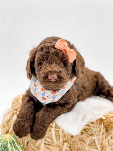 Image result for Mini Cockapoo Female Size
