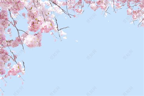 樱花元素素材下载-正版素材401111600-摄图网