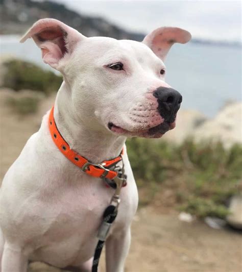 What Breed Is A White Pitbull