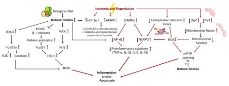 Ketogenic Diet and Ketone Bodies against Ischemic Injury: Targets ...