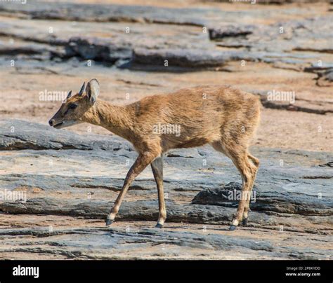 4 Horned Antelope