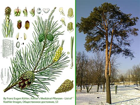 Сосна обыкновенная: фото, сорта, описание, уход