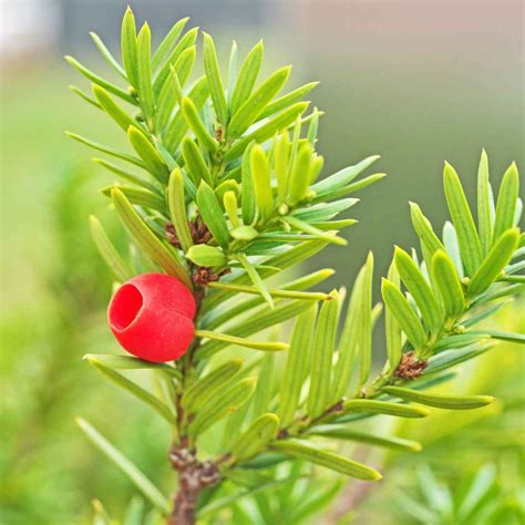 20 Low Maintenance Bushes That Looks Stunning In Front Of House - Time ...