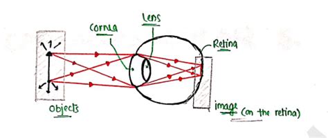 Human Anatomy And Physiology 1 Unit 4 Notes - 1st Semester B Pharmacy ...