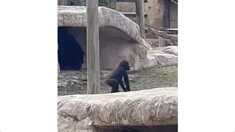 Animal Bloopers Compilation 的图像结果