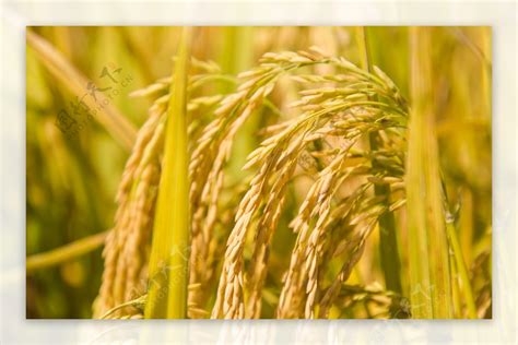 金黄色的稻田图片-夕阳下的稻田素材-高清图片-摄影照片-寻图免费打包下载