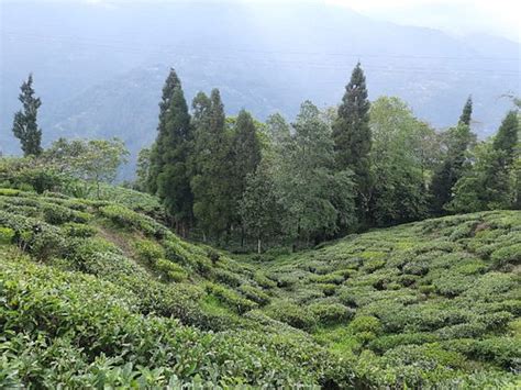 YULE TEA RETREAT (Mim Tea Garden) - Guesthouse Reviews & Photos ...