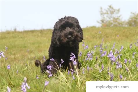 Image result for Gray Cockapoo