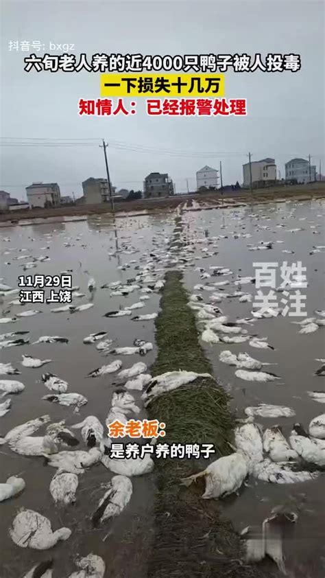 11月29日江西上饶，六旬老人养的近4000只鸭子被人投毒……|江西省|投毒|上饶市_新浪新闻