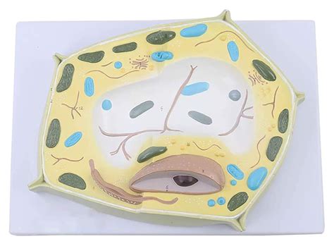 Buy Study Model Cell Model Cell Micro Structural Anatomy Model For ...