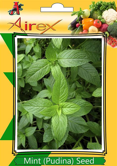 Airex Mint (Pudina) Herb Seeds (3 Packet Of Mint) Pack Of AVG 50-100 ...