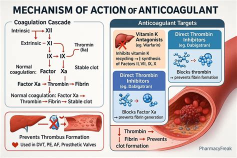 Mechanism of Action of Anticoagulant Drugs