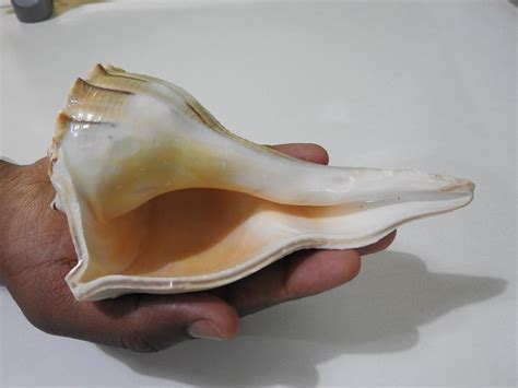 triptorameswaram.com Shell Valampuri Dakshinavarti Shankh (Mixed and ...