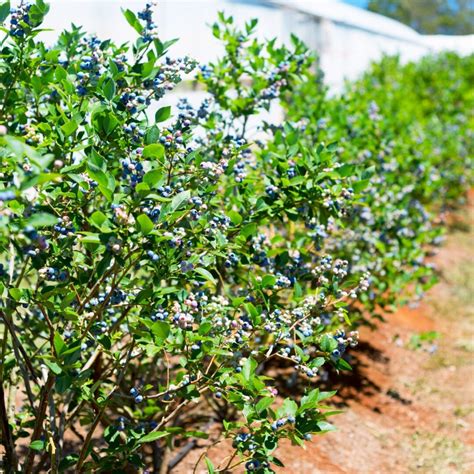Blueberry Companion Plants: Best and Worst - Farm to Jar