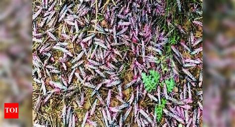 UN body expresses concern over biggest-ever locust attack in Rajasthan ...
