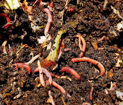 Image result for Worm Composting