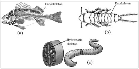 Endoskeleton Animals