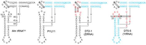 Synthetic Tyrosine tRNA Molecules with Noncanonical Secondary Structures