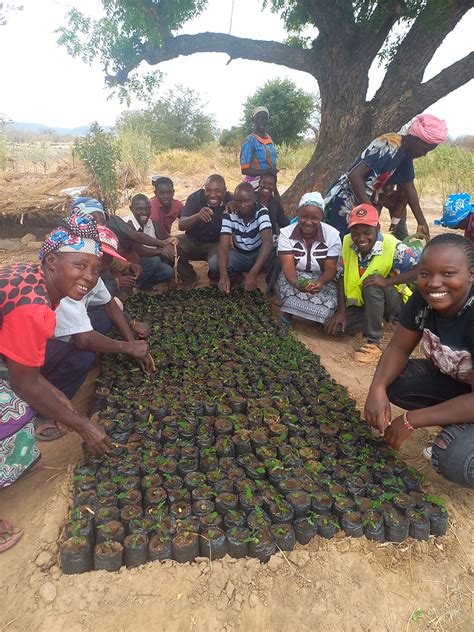 Image result for Tree-Planting Project