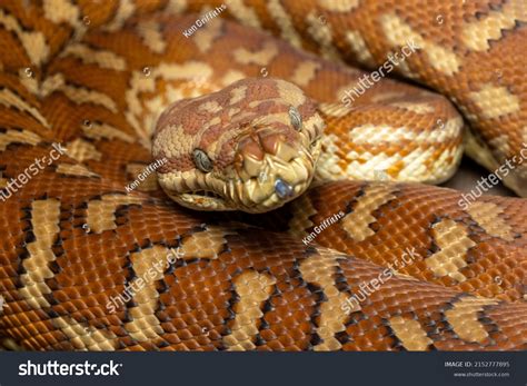Image result for Centralian Python