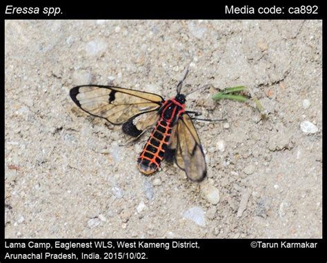 Eressa spp. Walker, 1854 - | Moths