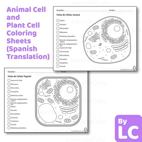 Animal and Plant Cell Coloring Worksheets (spanish Translation ...