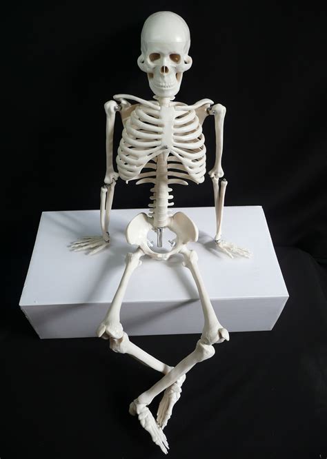 Image result for Model of Skeleton