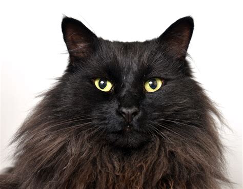 This is Zeus, an appropriately named long-hair black cat with regal fur ...