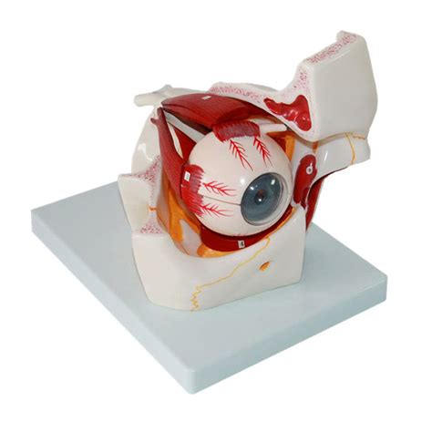 Buy BEAGHTY 3X d Human Eyeball Anatomy Model, Shows Optic Nerves ...