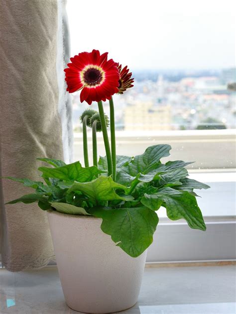 Overwintering Potted Gerberas – What To Do With Gerbera Daisies In Winter