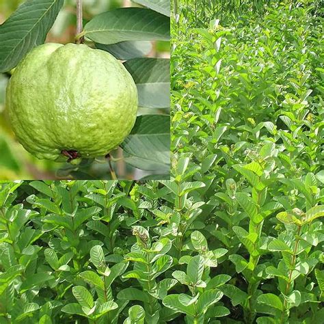 GOLAPKOLONY Red Thailand Guava Live Plant Sweet Seedless Jamrukh Amrud ...