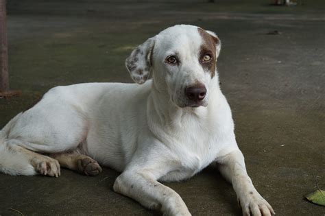 Image result for Rarest Dogs