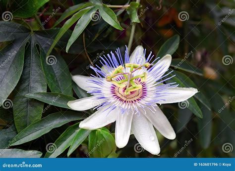 Closeup of Passiflora, the Passion Flower Stock Photo - Image of ...