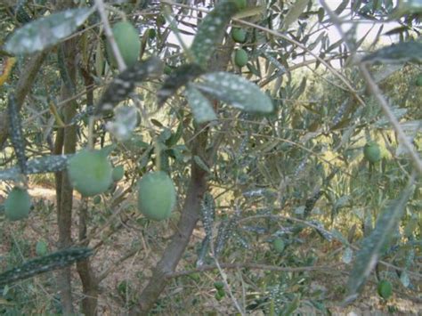 Kaolin (Kaolen) Kili - Page 19 - agaclar.net