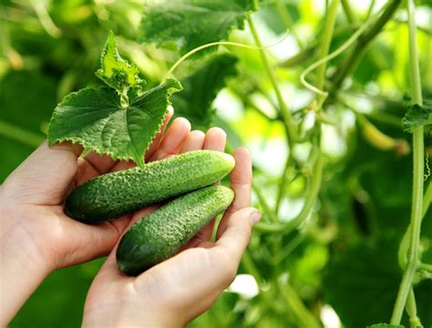 Bitter Cucumbers? Here's How to Fix Them!