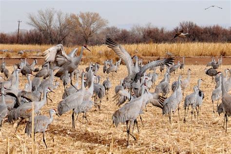 If you missed the cranes at Bosque del Apache - Try Ladd S Gordon ...