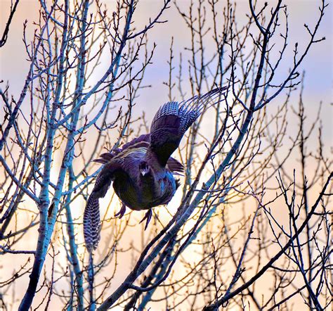 When Wild Turkeys Fly - Wild Turkey Lab