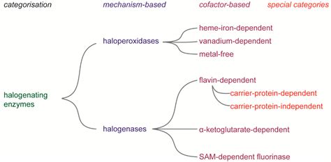 Halogenating Enzymes for Active Agent Synthesis: First Steps Are Done ...