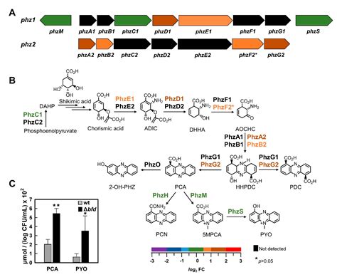 Mobilization of Iron Stored in Bacterioferritin Is Required for ...