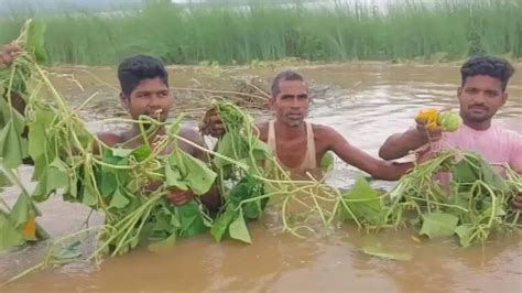 Farmers in quandary as heavy rainfall damage crops in Odisha