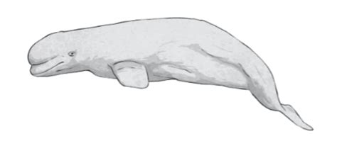 What is a Beluga Whale? | Twinkl Teaching Wiki - Twinkl