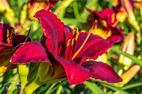 Pardon Me Daylily, Cox Arboretum MetroPark No. 3 | Art of Frozen Time