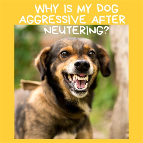 Are Dogs Less Aggressive When Neutered? The Truth Explained