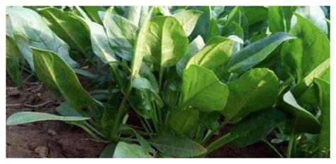 春菠菜什么时候种最合适 春菠菜的种植方法 - 农业百科