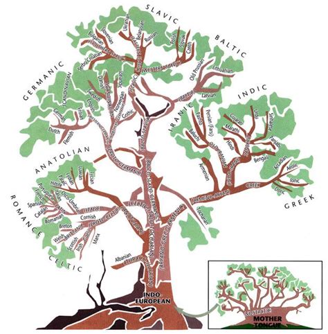 Image result for Basque Language Family Tree