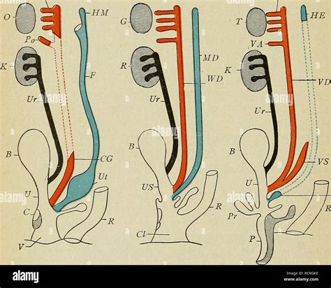 . The development of the human body : a manual of human embryology ...