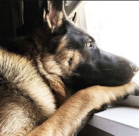 Image result for German Shepard Hanging Out Window Animation